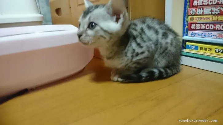 ID：1603-00537の子猫