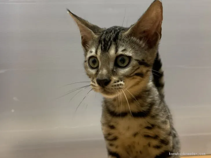 ID：2105-01900の子猫