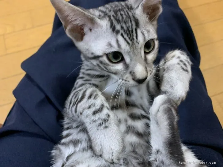 G-T 様のお迎えした子猫