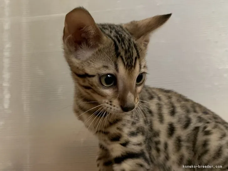 ID：2108-01850の子猫