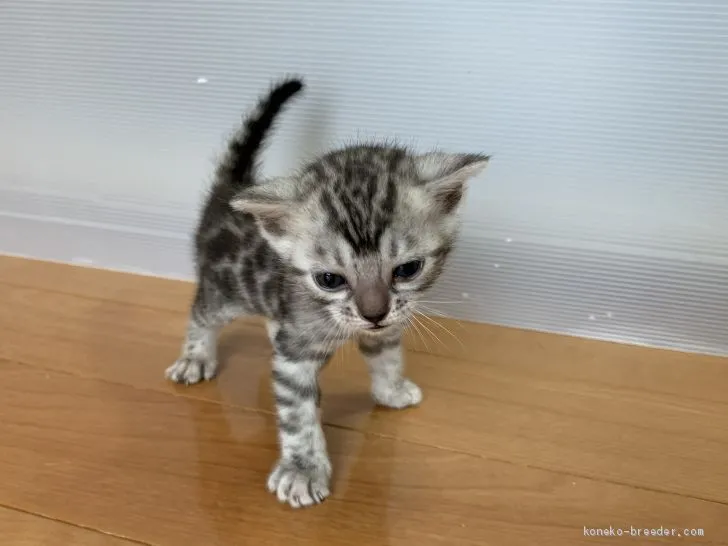 ID：2011-00470の子猫