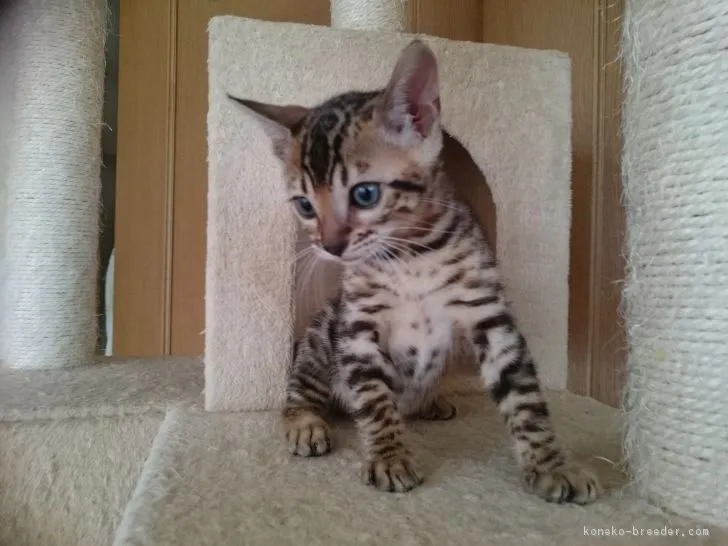 ID：1809-00855の子猫