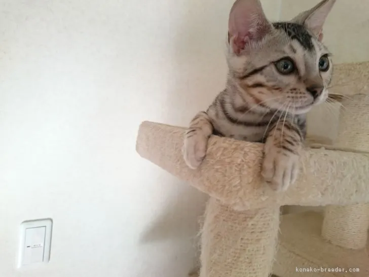 ID:1811-01501の子猫