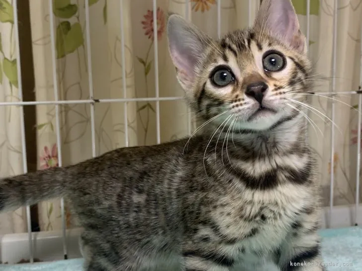 ID:2205-00314の子猫