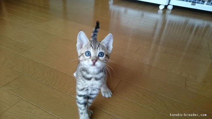 ID：1804-00503の子猫