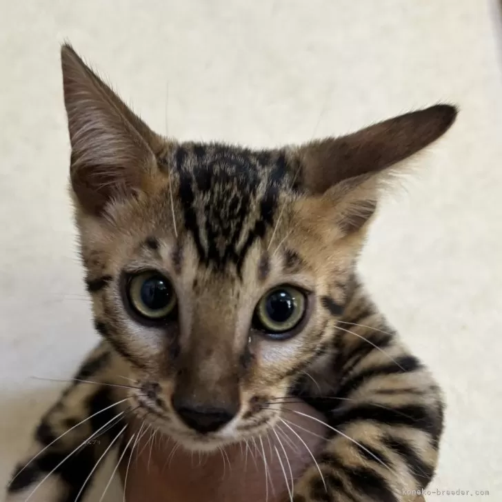ベンガル【滋賀県・男の子・2024年6月20日・ブラウンスポテットタビー(ロゼット)】の写真1