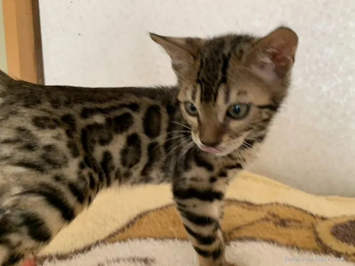 ID：2004-02442の子猫
