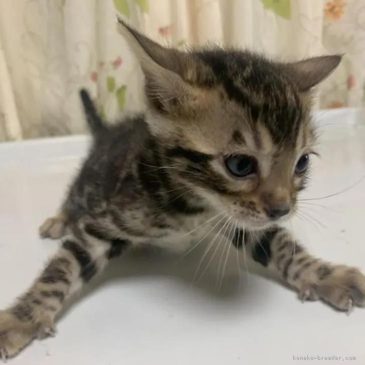ID：2212-00371の子猫
