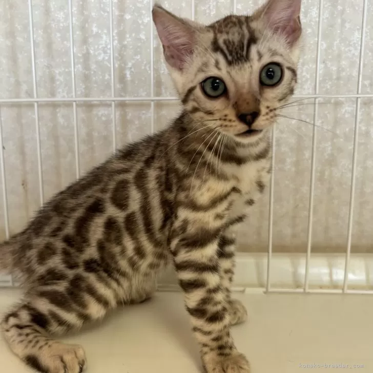 ID：2408-00650の子猫