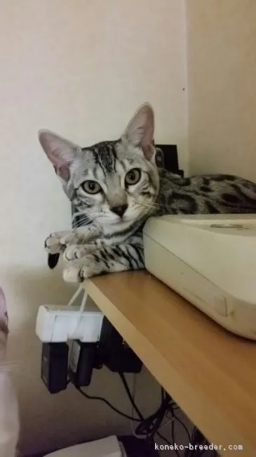 ID：1608-00677の子猫