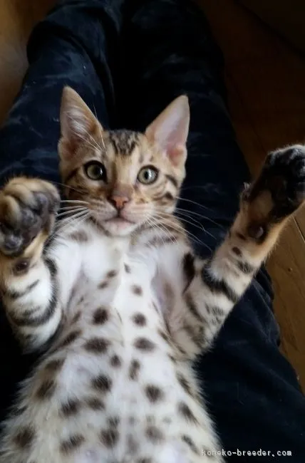 ID：1703-00571の子猫