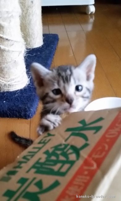ID:1704-00919の子猫