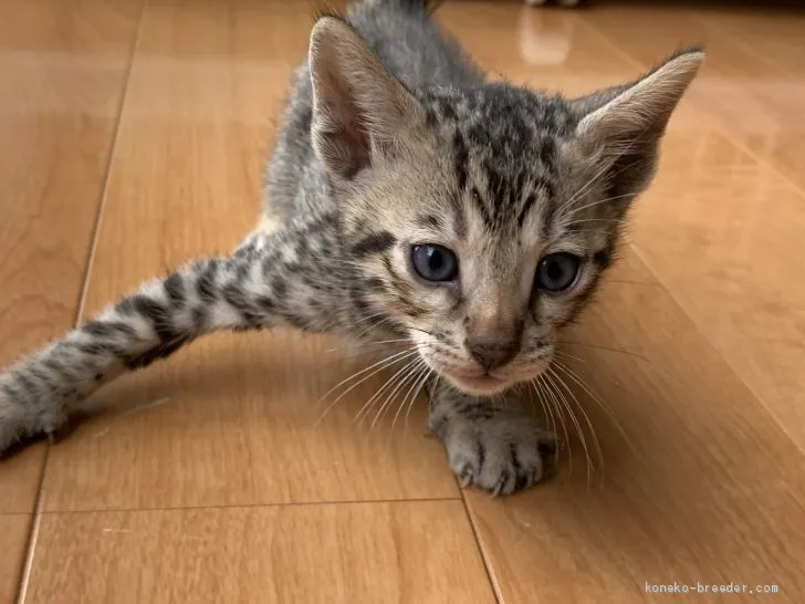 ID：2010-00233の子猫