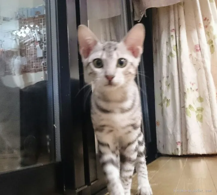 ID：1711-00610の子猫