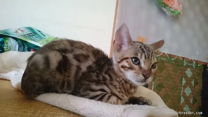 ID：1509-00672の子猫