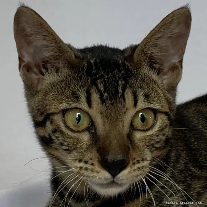 ID：2305-01123の子猫