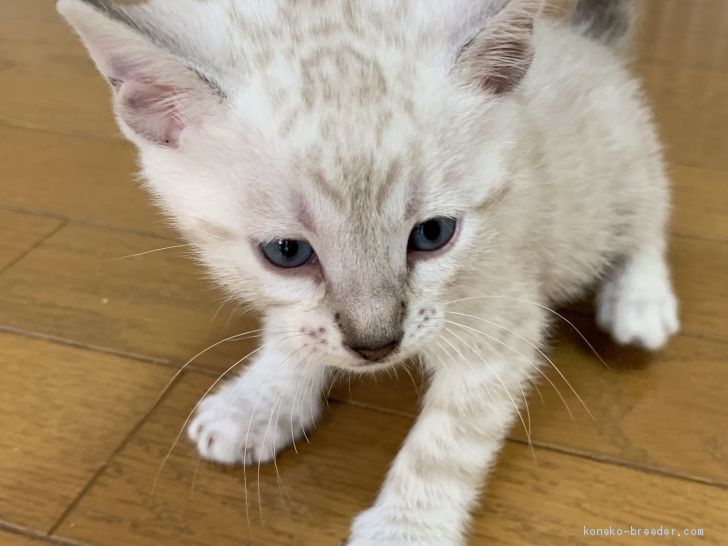 ベンガル 滋賀県 女の子 21年1月28日 シールリンクス ポイントスポテット 青い目のベンガル みんなの子猫ブリーダー 子猫id 2103