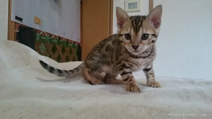ID:1511-00112の子猫