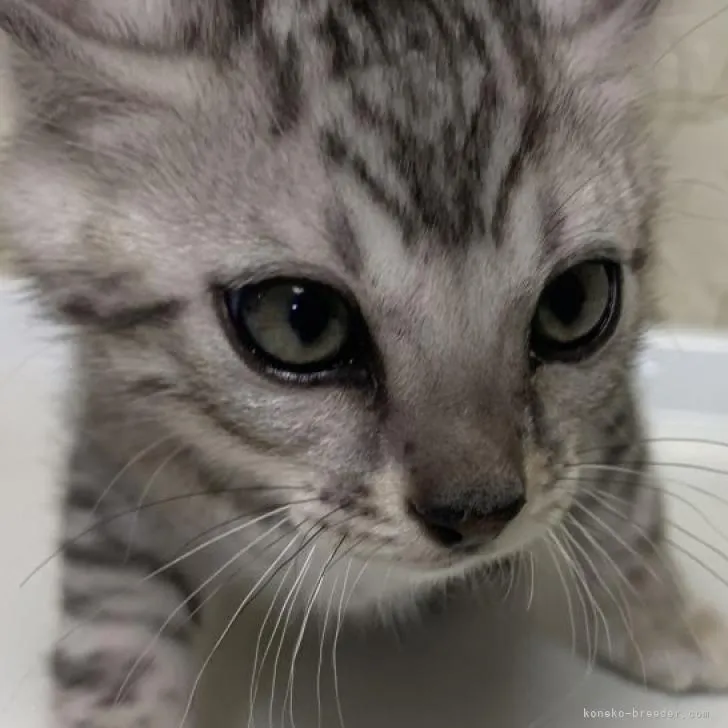 まあ３ 様のお迎えした子猫