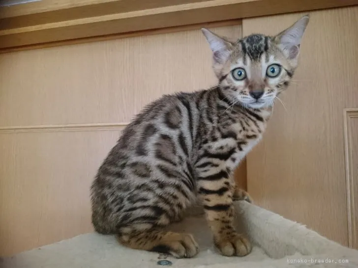 ID：1809-00850の子猫