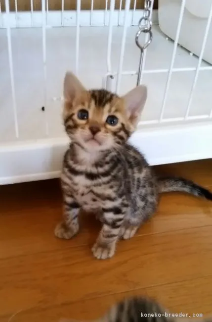 ベンガル【滋賀県・男の子・2017年3月22日・ブラウンスポテットタビー】の写真1