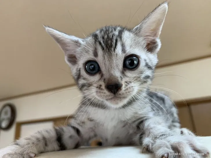 H.Y 様のお迎えした子猫