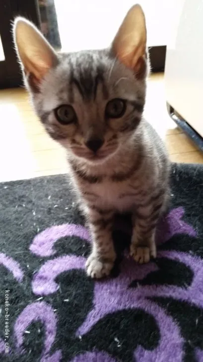 ID：1701-00549の子猫