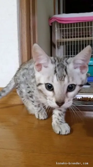 ID：1610-00688の子猫