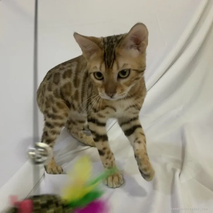 ID：2301-02322の子猫