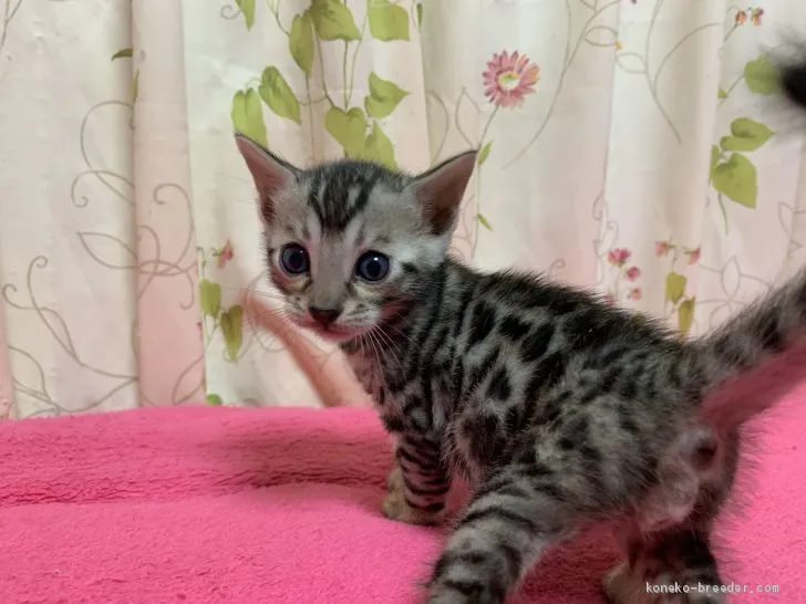 ID:2004-02447の子猫