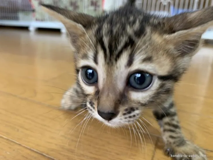 ID：2007-00255の子猫