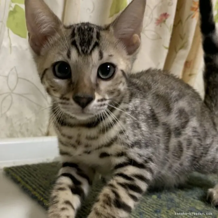 ID:2308-01420の子猫