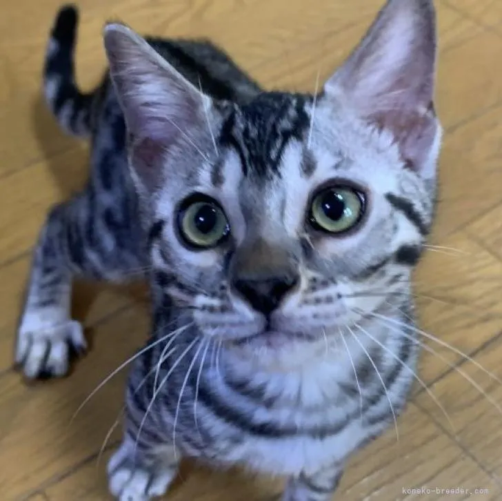 heeko 様のお迎えした子猫