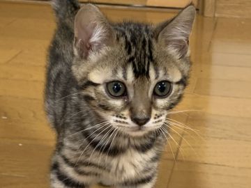 ベンガル【滋賀県・女の子・2019年4月1日・ブラウンスポテットタビー】の写真「魅力のある女の子」