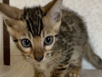 ベンガル【滋賀県・男の子・2020年7月18日・ブラウンスポテットタビー】の写真「ロゼットの綺麗な男の子」