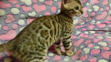 ベンガル【滋賀県・女の子・2018年3月7日・ブラウンスポテットタビー】の写真「人懐っこい子」