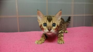 ベンガル【滋賀県・女の子・2018年3月23日・ブラウンスポテットタビー】の写真「姉妹の中では明るいブラウン」