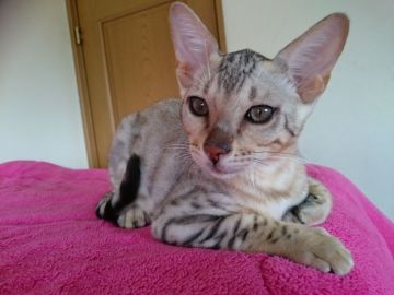 ベンガル【滋賀県・男の子・2018年3月7日・ブラックシルバースポテットタビー】の写真「かなりのイケメン君♪甘えたです」