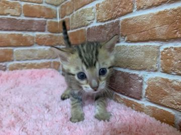 ベンガル【滋賀県・女の子・2019年3月23日・ブラウンスポテットタビー】の写真「大特価」