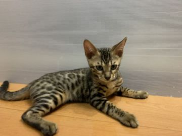 ベンガル【滋賀県・男の子・2021年4月5日・ブラウンスポテットタビー】の写真「最終値下げ」