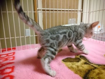 ベンガル【滋賀県・男の子・2018年7月7日・ブラックシルバースポテットタビー】の写真「綺麗なシルバー男の子」