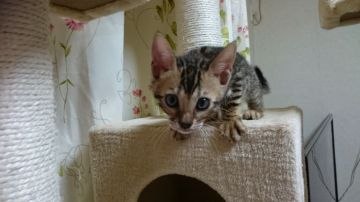 ベンガル【滋賀県・女の子・2018年3月23日・ブラウンスポテットタビー】の写真「お顔も柄も、綺麗な女の子」