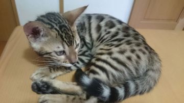 ベンガル【滋賀県・女の子・2017年4月22日・ブラウンスポテットタビー】の写真「甘えん坊の女の子」