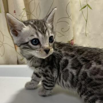 ベンガル【滋賀県・男の子・2022年11月4日・ブラックシルバースポテットタビー(ロゼット)】の写真「可愛いシルバー男の子。」