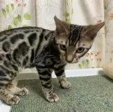 ベンガル【滋賀県・男の子・2023年2月18日・ブラウンスポテットタビー】の写真1