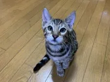 ベンガル【滋賀県・男の子・2021年6月6日・】の写真1