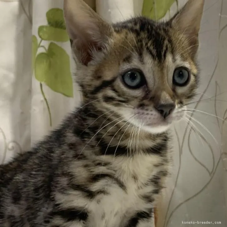 ID:2212-01292の子猫
