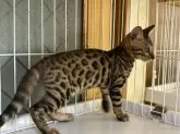 ベンガル【滋賀県・男の子・2024年6月20日・ブラウンスポテットタビー(ロゼット)】の写真2