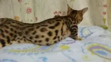 ベンガル【滋賀県・女の子・2017年5月24日・】の写真2