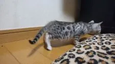 ベンガル【滋賀県・男の子・2016年2月14日・】の写真2